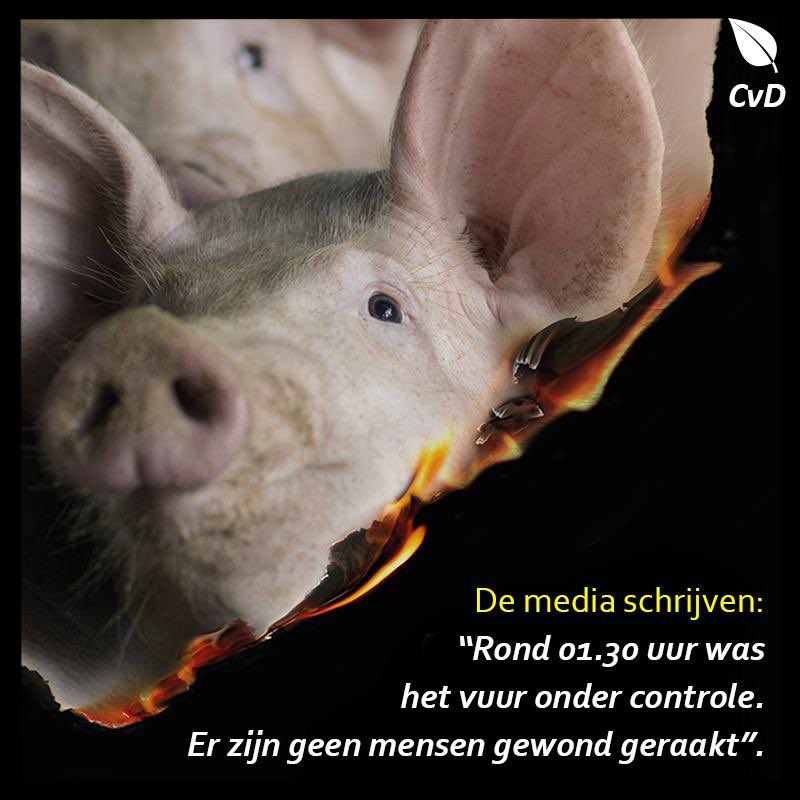 CompassieD's tweet photo. 20 #varkens dood door de zoveelste #stalbrand. 1-9-2020, Poortvliet. Een ‘boerderij’ met 7000...varkens.Wat er met de rest van de dieren gebeurt met rookschade laat zich raden.Allen figuurlijk gesproken toch al op weg,om met 24-26 weken, vol leed naar het horrorslachthuis te gaan https://t.co/5eFe0iWKJp