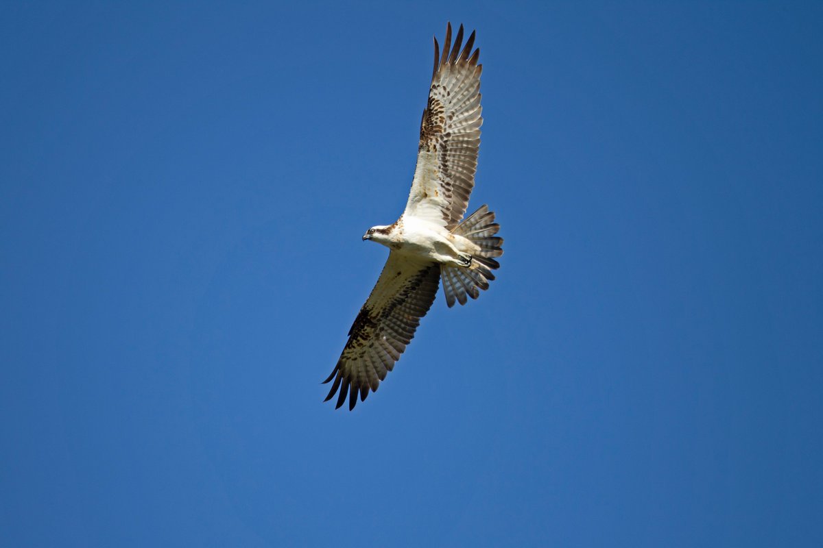 A surefire sign of autumn is the sight of #ospreys in our county. Those magnificent birds don't breed here, but we often see them on a transit stop on their way to Africa where they spend the winter.
Visit <a href="/panshangerpark/">Panshanger</a> this weekend &amp; you might just be lucky... 😍
📸 Emyr Evans