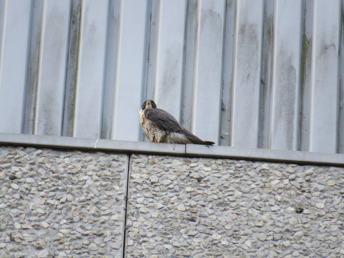 awildel's tweet photo. Peregrine Falcons! This parent was trying to get her two fledgelings to..well.. fledge! @Natures_Voice @RSPBbirders @RSPBEngland @WildlifeTrusts @SIBirdClub #birdtonic #BirdsOfPrey #Raptors #peregrine https://t.co/crZVtS8wU1