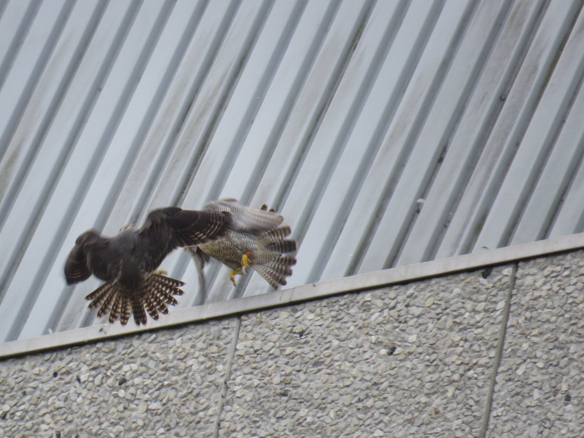 awildel's tweet photo. Peregrine Falcons! This parent was trying to get her two fledgelings to..well.. fledge! @Natures_Voice @RSPBbirders @RSPBEngland @WildlifeTrusts @SIBirdClub #birdtonic #BirdsOfPrey #Raptors #peregrine https://t.co/crZVtS8wU1