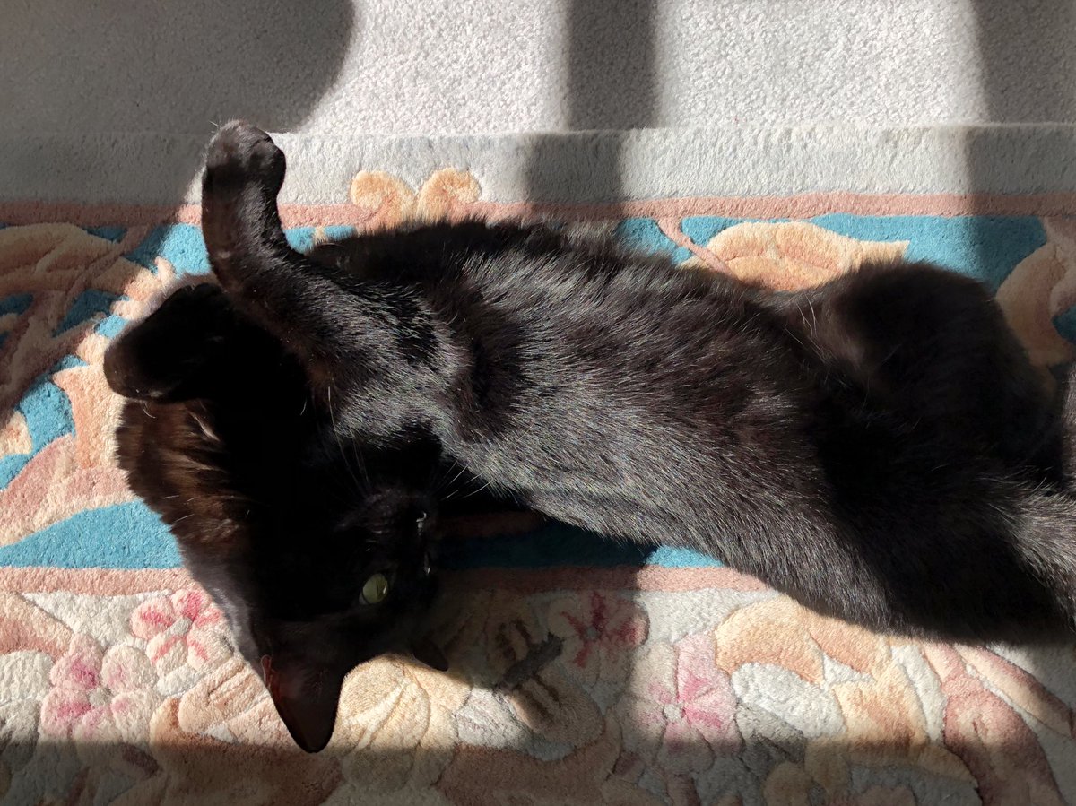 LunaRoo3's tweet photo. This is my belly! You may pet very gently... happy #JellyBellyFriday all!! ~Luna 🐾💕 https://t.co/oTcDMn3xMx