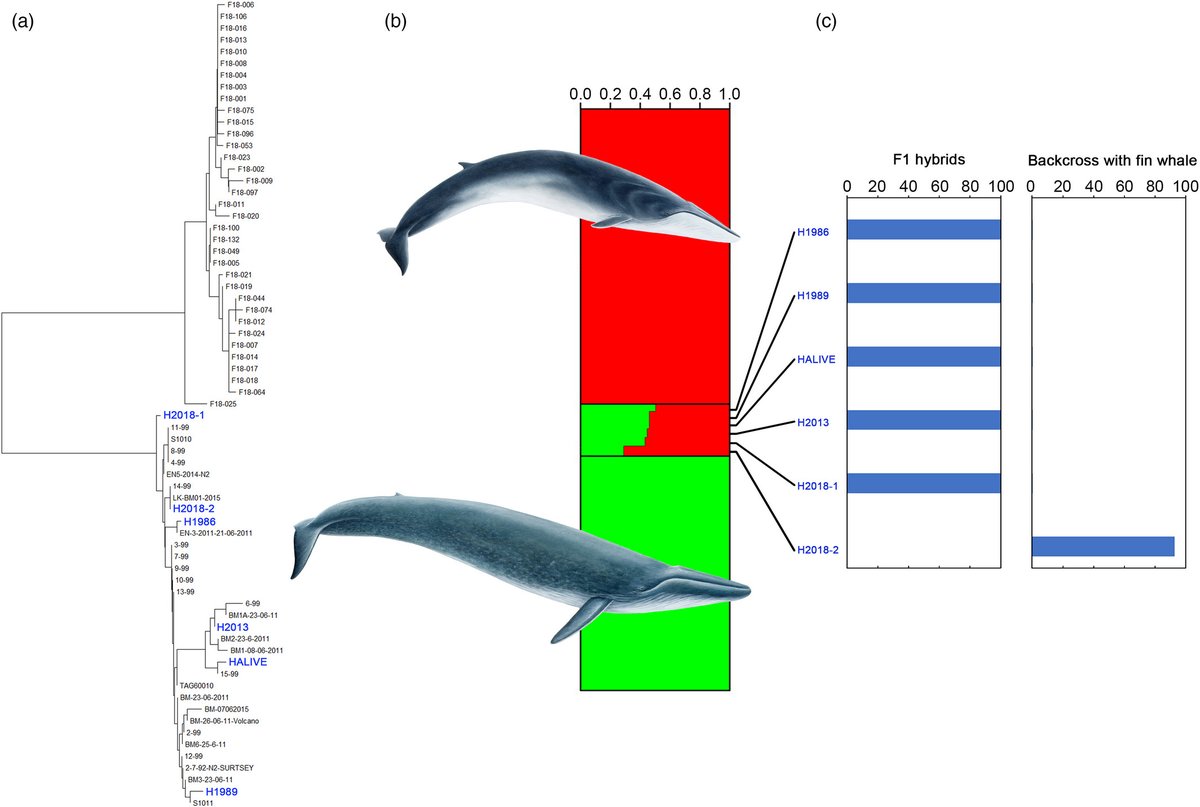 EvolAppJournal's tweet photo. Evidence of unidirectional hybridization and second‐generation adult hybrid between the two largest animals on Earth, the fin and blue whales https://t.co/HUSwXz1uCa by Pampoulie et al https://t.co/12to3bw9Tj