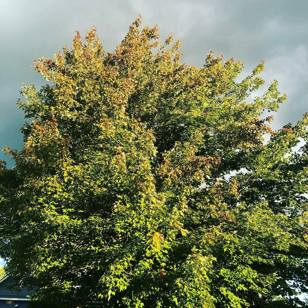 ShenkStories's tweet photo. It’s nearly here!

#fall #autumn #fallleaves #changingleaves #tree #leaves #vermont #newengland https://t.co/7AmuAWTBXZ