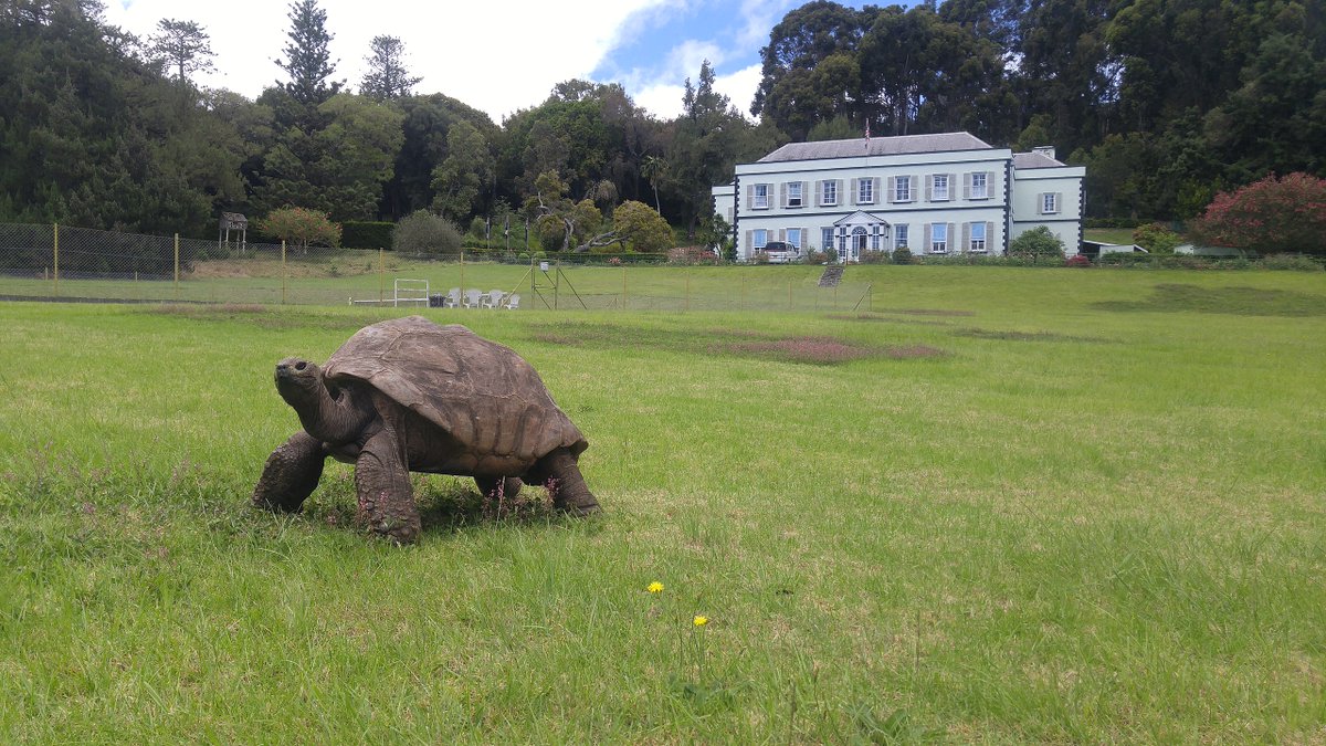 qikipedia's tweet image. At 188 years old, Jonathan the giant tortoise is the world’s oldest known living land animal. He was born three years before Charles Darwin met the giant tortoises that inspired his theory of evolution.
(Image: Kevstan)