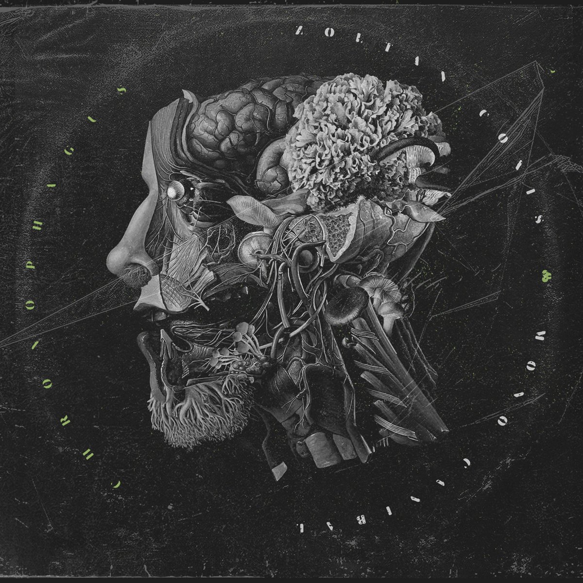 Zoltan Coxis / Mono Caníbal split album.