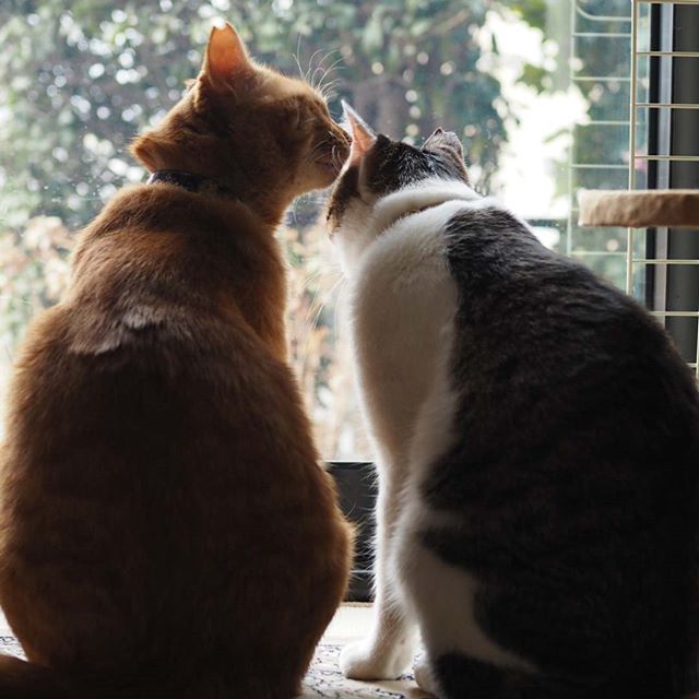 窓辺のねこ 外見るねこ はこいりワンニャン Norachoto5656さんのインスタグラムからの後ろ姿です T Co Z3wqs4ulxx 内緒話ではありません というママの言葉ですが ヒソヒソと お話しをしているとしか思えない後ろ姿ですね 猫 ネコ