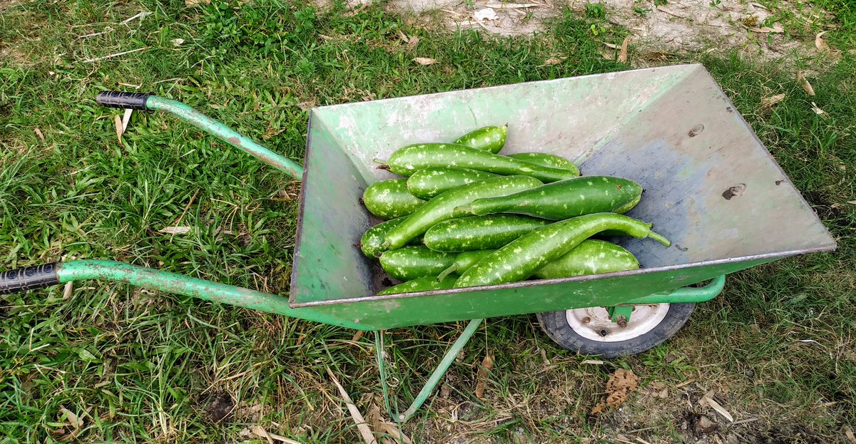 Purest form of organic produce🌱