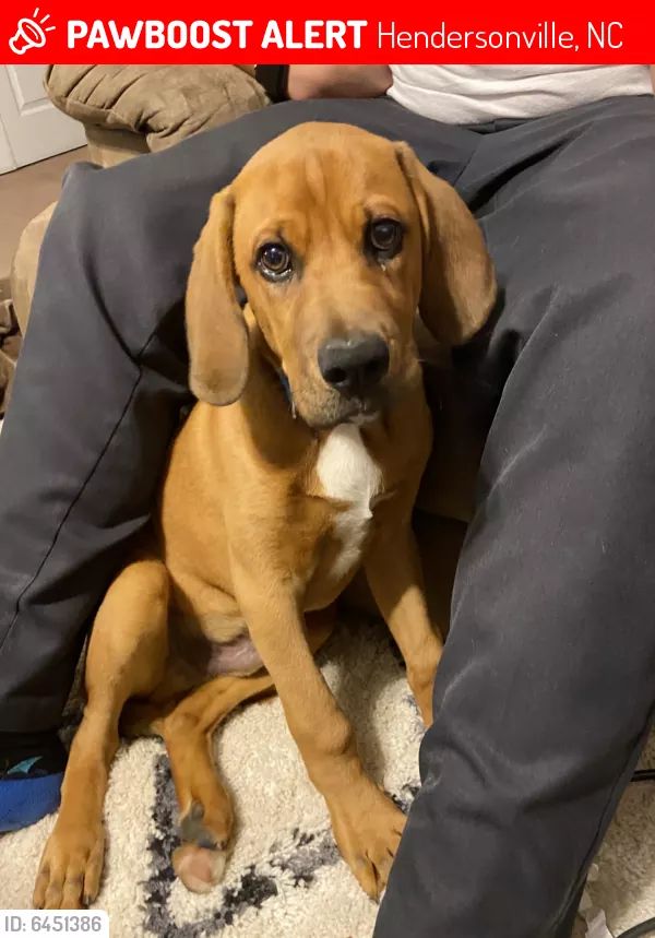 Friends in Hendersonville, NC! If anyone sees this dog, click the link to contact the owners!
pawboost.com/landing/pet/Ik…
<a href="/AskHendo/">Hendersonville NC</a> <a href="/DowntownHVL/">DT Hendersonville</a> @VisitHVL <a href="/hvillecoop/">Hendersonville Co-op</a> <a href="/HCPSNC/">Henderson County Public Schools</a> <a href="/HVL_NC/">City of Hendersonville</a> <a href="/HvilleChamber/">Hendersonville Chamber</a> <a href="/HVLPD/">Hendersonville Police Department</a> @HVLFD <a href="/HVLtweets/">HVLtweets</a>