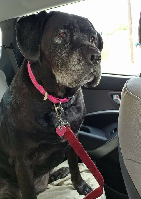 Find you someone who looks at you the way this dog looked at literally anyone https://t.co/pEKkUxvIs<a href="/tag/newprofilepic"class="tags"><span>#newprofilepic</span></a>