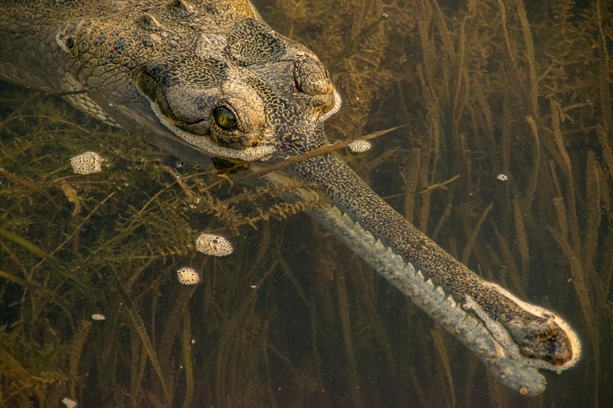 NatureIn_Focus's tweet image. #NiFHiveFeature: Nabarun Majumdar photographed a #Gharial in #Tikarpada Wildlife Sanctuary, Odisha.

Gharials belong to the reptile family that also consists of #crocodiles, alligators and caimans. They are distinguished by their long and thin snouts.