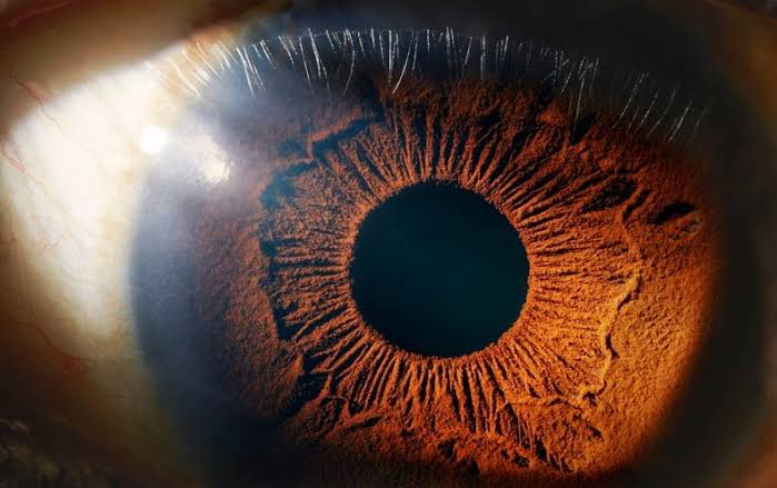 solargangstermd's tweet photo. Does your ophthalmologist know that Near-InfraRed light (around 660nm)  regenerates mitochondrial function by improving respiratory proteins potential in the retina? AM sunlight is the way folks 🤟🏼☀️ #SUNsational https://t.co/kEbijkGkf4