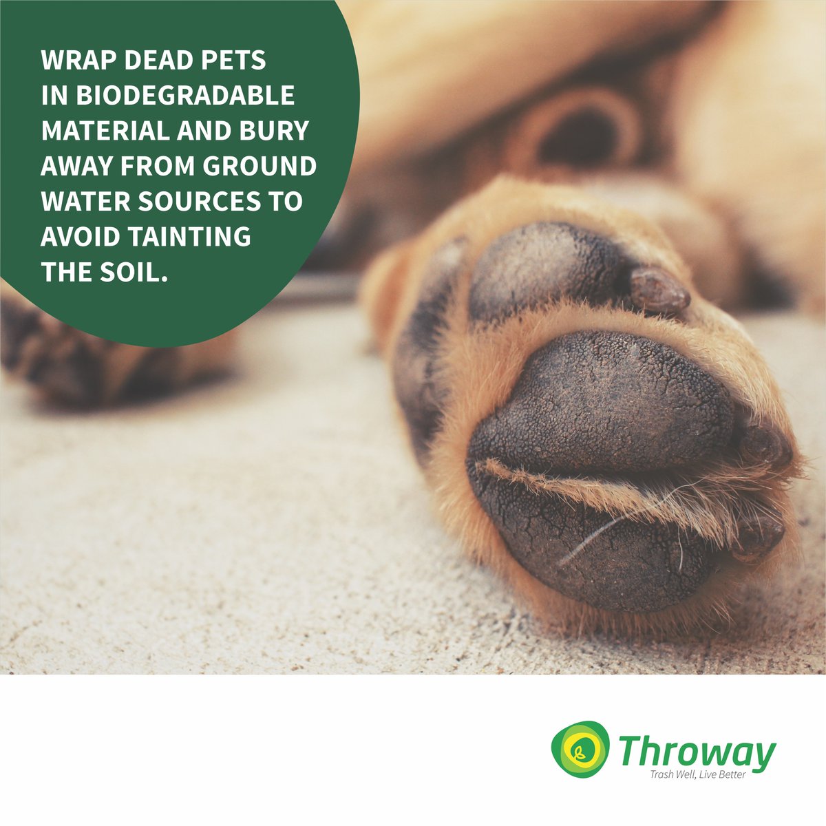 ThrowayNG's tweet photo. Do not burn dead animals or throw them in the trash/roadside. It is healthier and more environmentally friendly to bury them away from groundwater sources.

#ThrowayNG
#TrashWellLiveBetter https://t.co/kbUa9xZ1b0