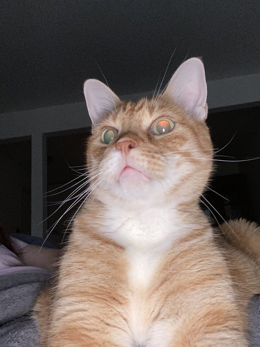 tinkerbelle1972's tweet photo. Jack is on my lap preventing me from working again but then spots a squirrel. What’s a cat to do? #squirrel #BossCat #SocialDistancingFail https://t.co/hipHQrtq72