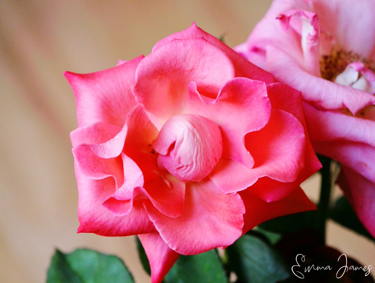 rootedaesthetic's tweet photo. ɦαρρყ ƒ૨เ∂αყ 🌺🍃💕
🌸
#macro_nature
#macro_secrets
#macro_flower
#explore_macro
#macro_nature_spirit
#photonaturemacro
#macroworld
#macro_dreams
#raw_macro
#macrohappiness
#macroflower
#macro_flowers
#macro_captures
#macro_vision
#macrocaptures
#macro_x
#macromania
@MacroHour https://t.co/AiSXQUlufI