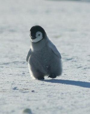 ট ইট র 動物の習性図鑑 皇帝ペンギンのヒナ 皇帝ペンギンのヒナは集団で 寒さや危険から身を守る為に 群れを作ります この行動を クレイシ と呼びます