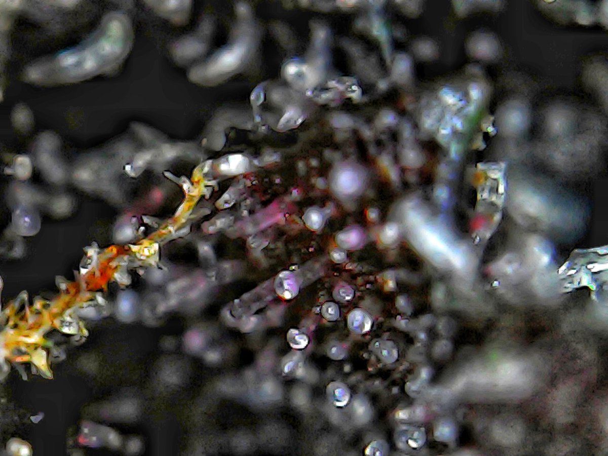 Greenseedtests's tweet photo. #Red_Poison_Auto de @sweetseeds_es en el microscopio, una inmensa pradera de tricomas que se rellenan de su apreciada resina que tantos buenos ratos nos dio y nos dará, algunos se empiezan a poner ámbar, por constumbre a espero que todos estén más lechosos y haya más en ámbar https://t.co/PEC7zyKkv6