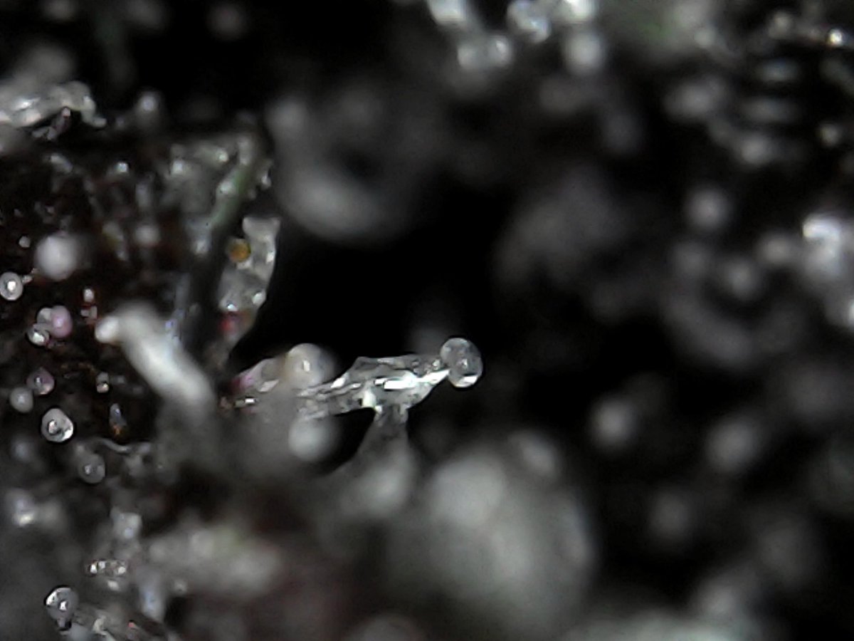 Greenseedtests's tweet photo. #Red_Poison_Auto de @sweetseeds_es en el microscopio, una inmensa pradera de tricomas que se rellenan de su apreciada resina que tantos buenos ratos nos dio y nos dará, algunos se empiezan a poner ámbar, por constumbre a espero que todos estén más lechosos y haya más en ámbar https://t.co/PEC7zyKkv6