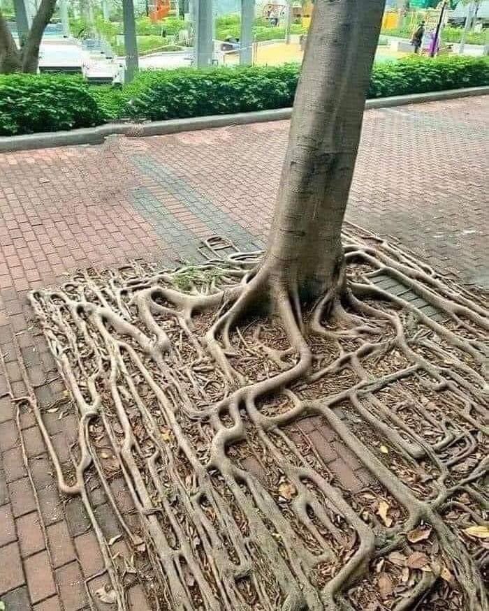 lgallegov's tweet photo. Sqrt(🌲). https://t.co/EsIHqLWD6g