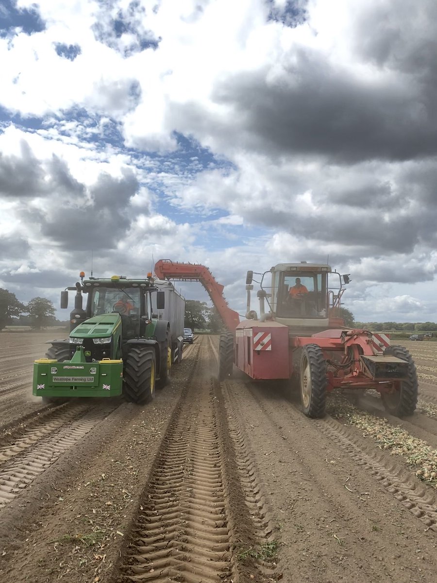 tomwestrope's tweet photo. Cracking on with the drilled onion harvest today, we have a target to hit! Hope they can keep up with us! 😉 @SuffolkProduce @3musketeersltd @rixfarms @bigtruckerbrown @WestropeFarming @fleming_duncan @Matt16chambers https://t.co/uSaAJRpwbp
