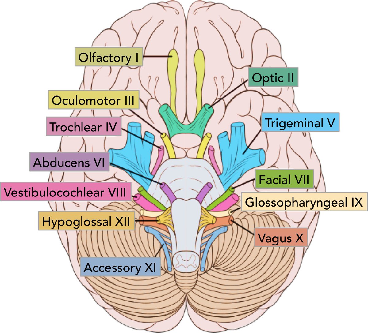 loona as the 12 cranial nerves: a thread