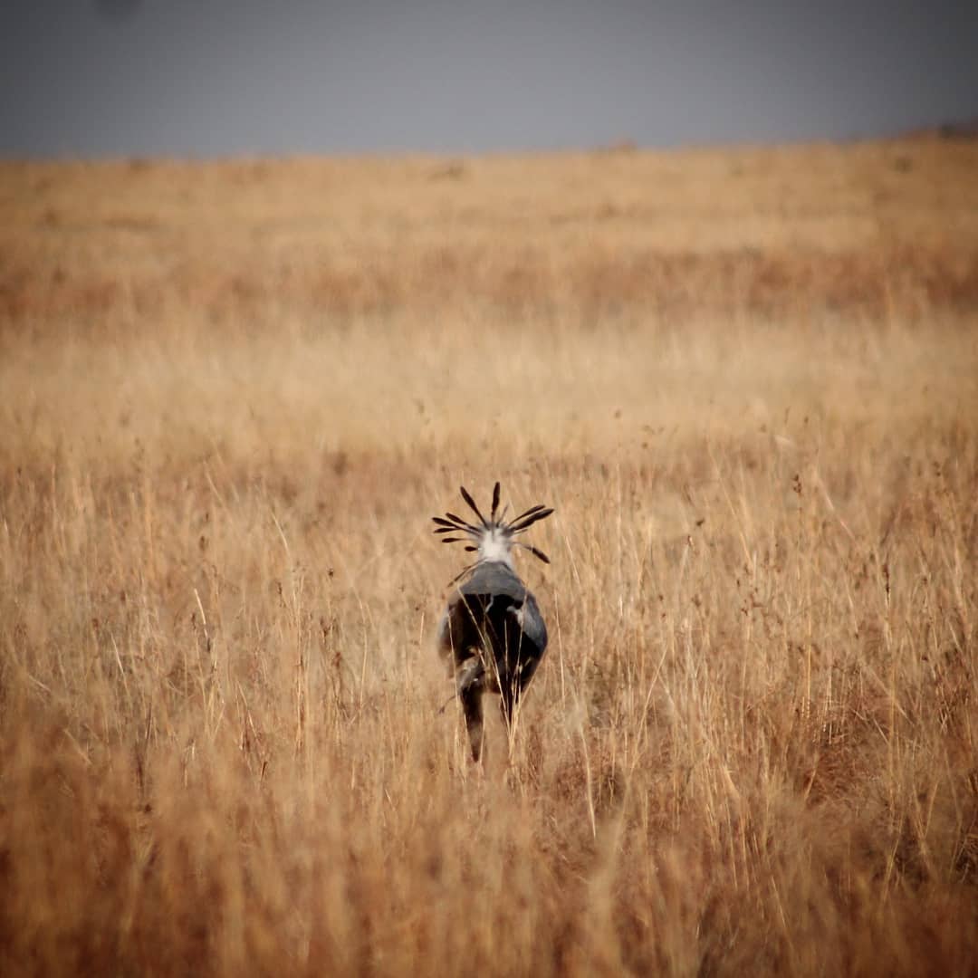 NambitiReserve's tweet photo. The Secretary Bird stands about 1.3m tall. 
They hunt on foot, stalking through the long grass. They will chase their prey with their wings spread and kill by delivering quick blows with their feet.  #secretarybird  #nambiti Photo: @sashanichole17 https://t.co/3bUwL3WFdW