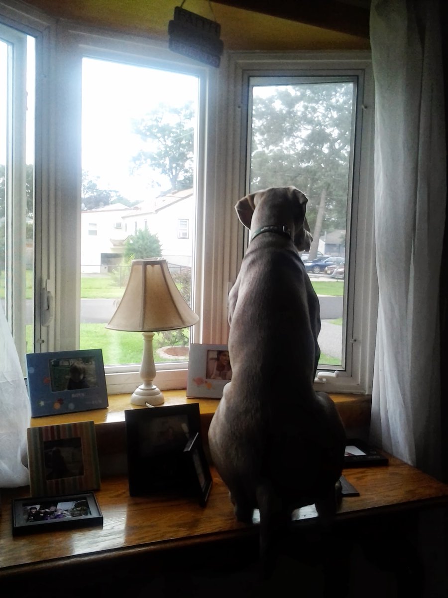 SSDaydream420's tweet photo. #weimeraner #weimie #celebrity #prestine #familydog #getoffthefurniture https://t.co/EoNZfFkj2V