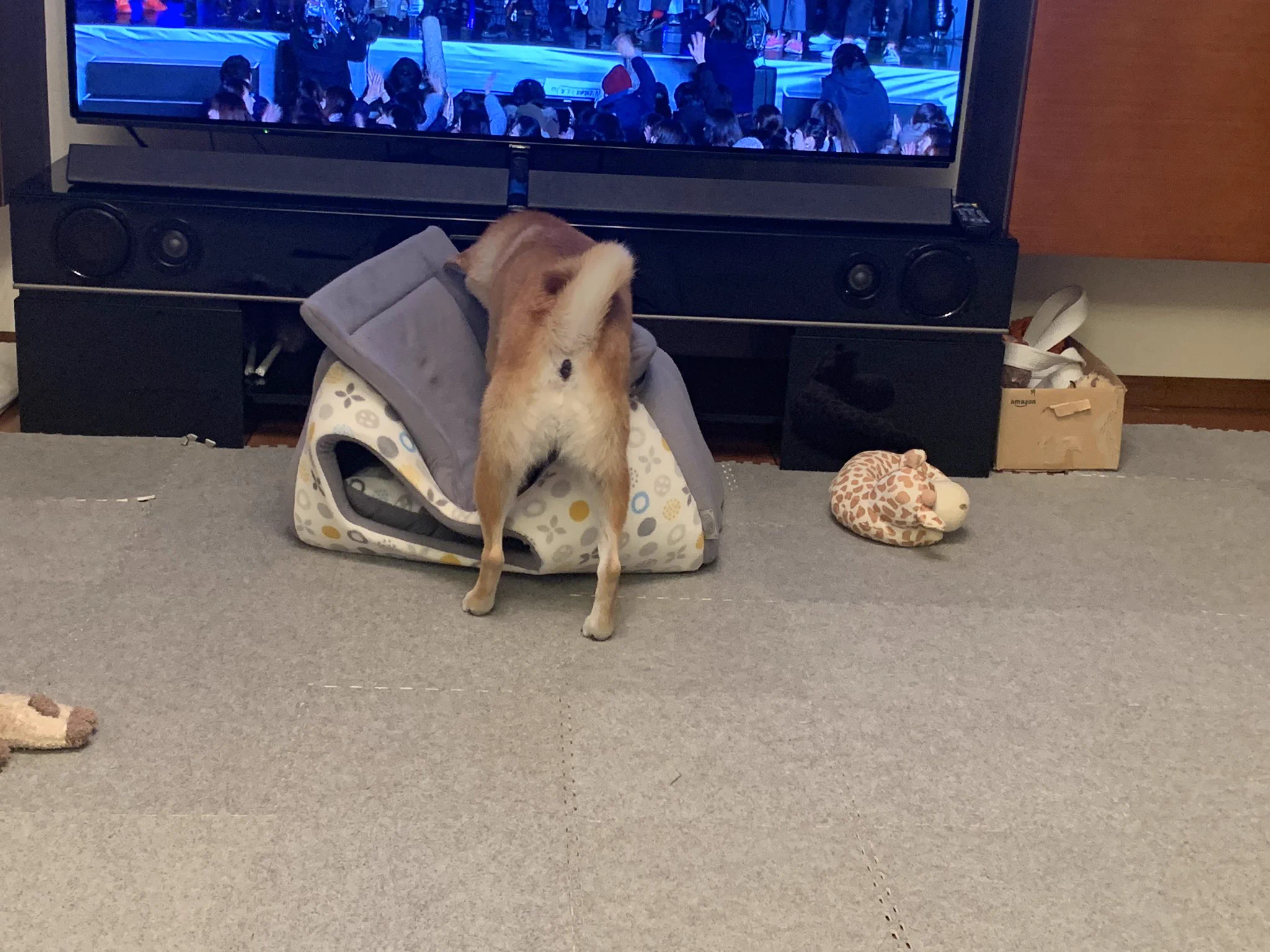 犬を家にしまおうと試みた結果？家の上でくつろいでしまったｗｗ
