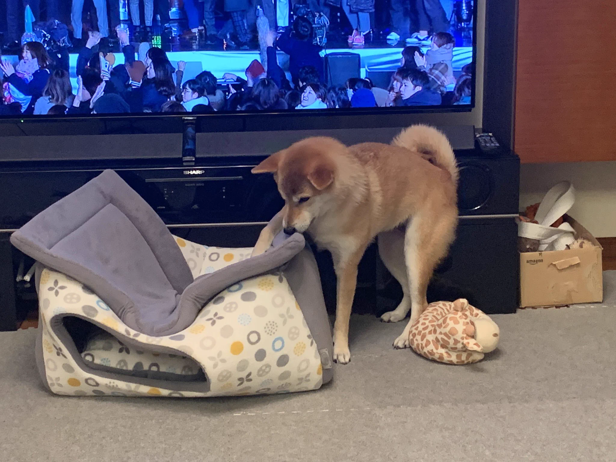 犬を家にしまおうと試みた結果？家の上でくつろいでしまったｗｗ