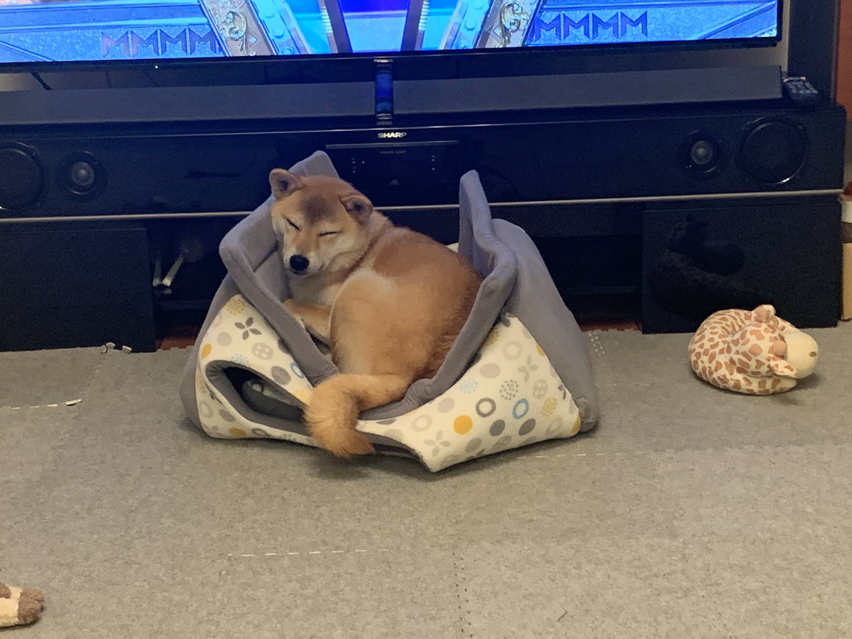 台風が来るので犬を屋内用の家にしまおうとした結果がこちら スヌーピーかな 他にも同様のわんこが続々 Togetter