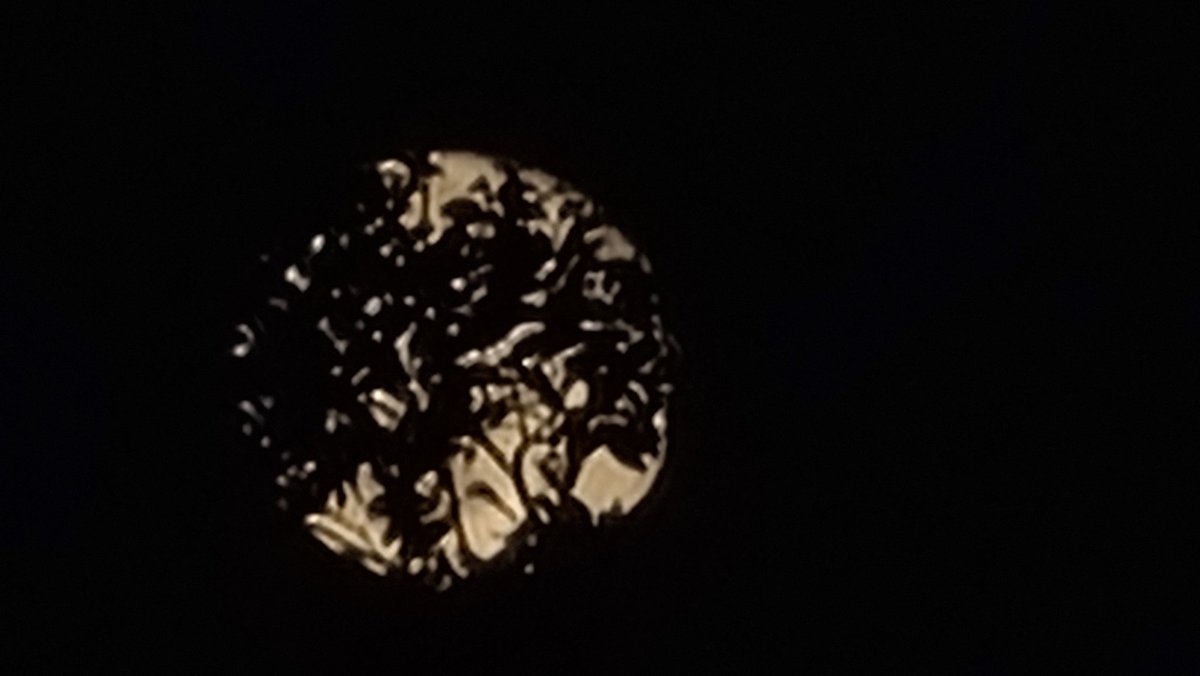 MirySen's tweet photo. @tiempobrasero saliendo de detrás del árbol 🌳 😍😍 https://t.co/lrrhqEFJ75