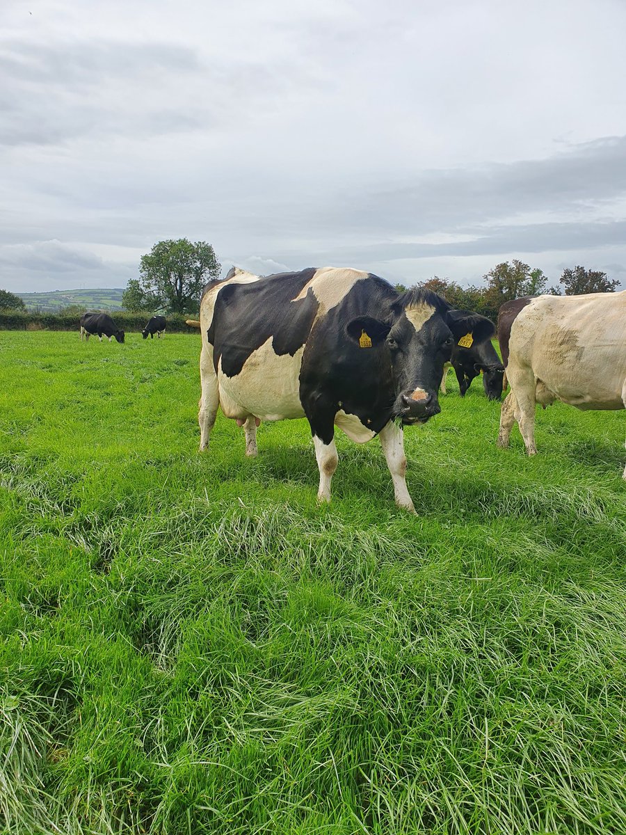 TIH sired cow scanned in calf with calf no.12 yesterday <a href="/doveagenetics/">Dovea Genetics</a> #britishfriesian #longevity