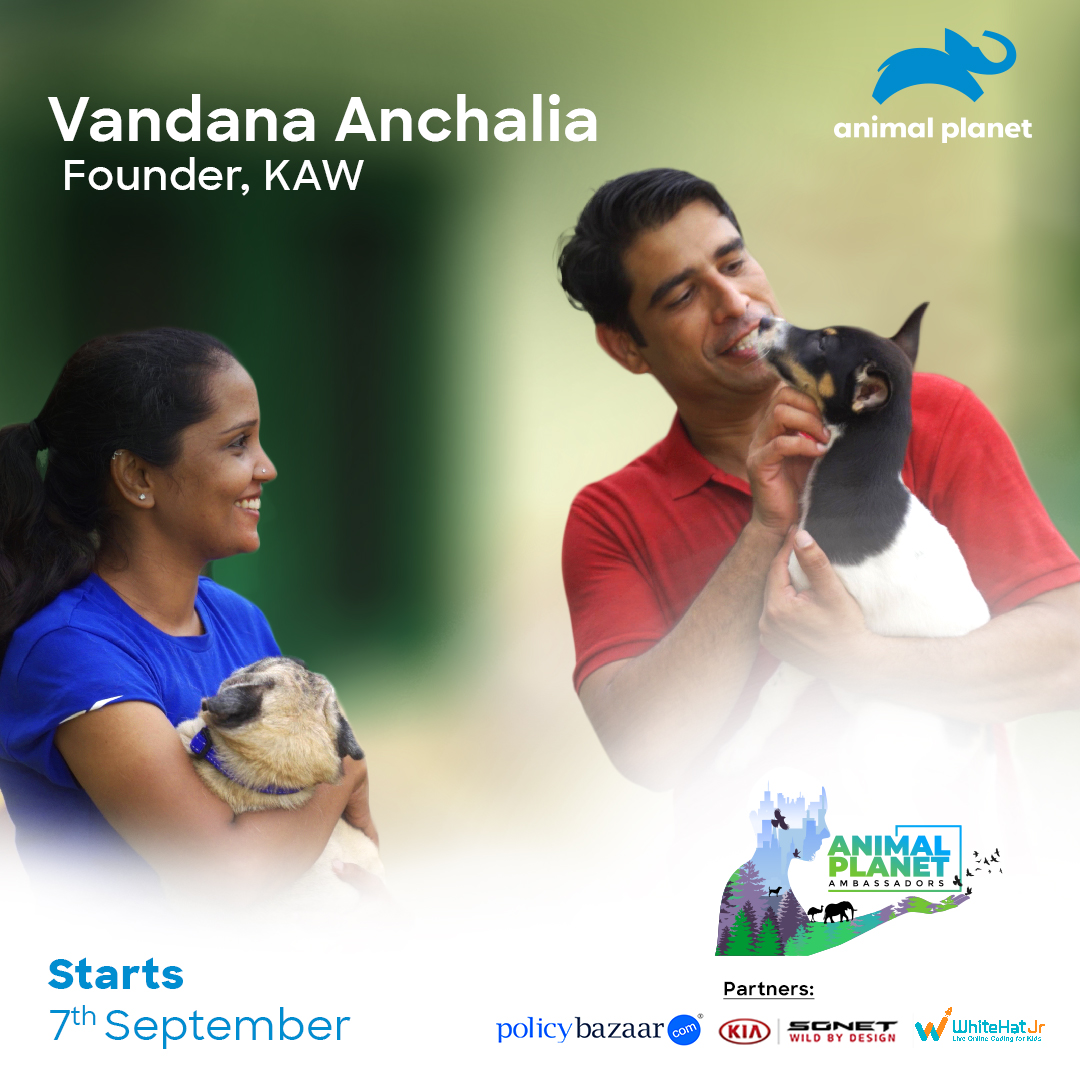 AnimalPlanetIn's tweet photo. Watch the story of Vandana Anchalia & Kannan Animal Welfare who provide a safe heaven for stray dogs in #APAmbassadors on 7th September.
#KiaSonet #WildByDesign #TheNextLevelofWild #SonetWorldPremiere #PolicyBazaar #WhiteHatJr
@KiaMotorsIN @policybazaar @whitehatjunior https://t.co/UvAr4ndbPT