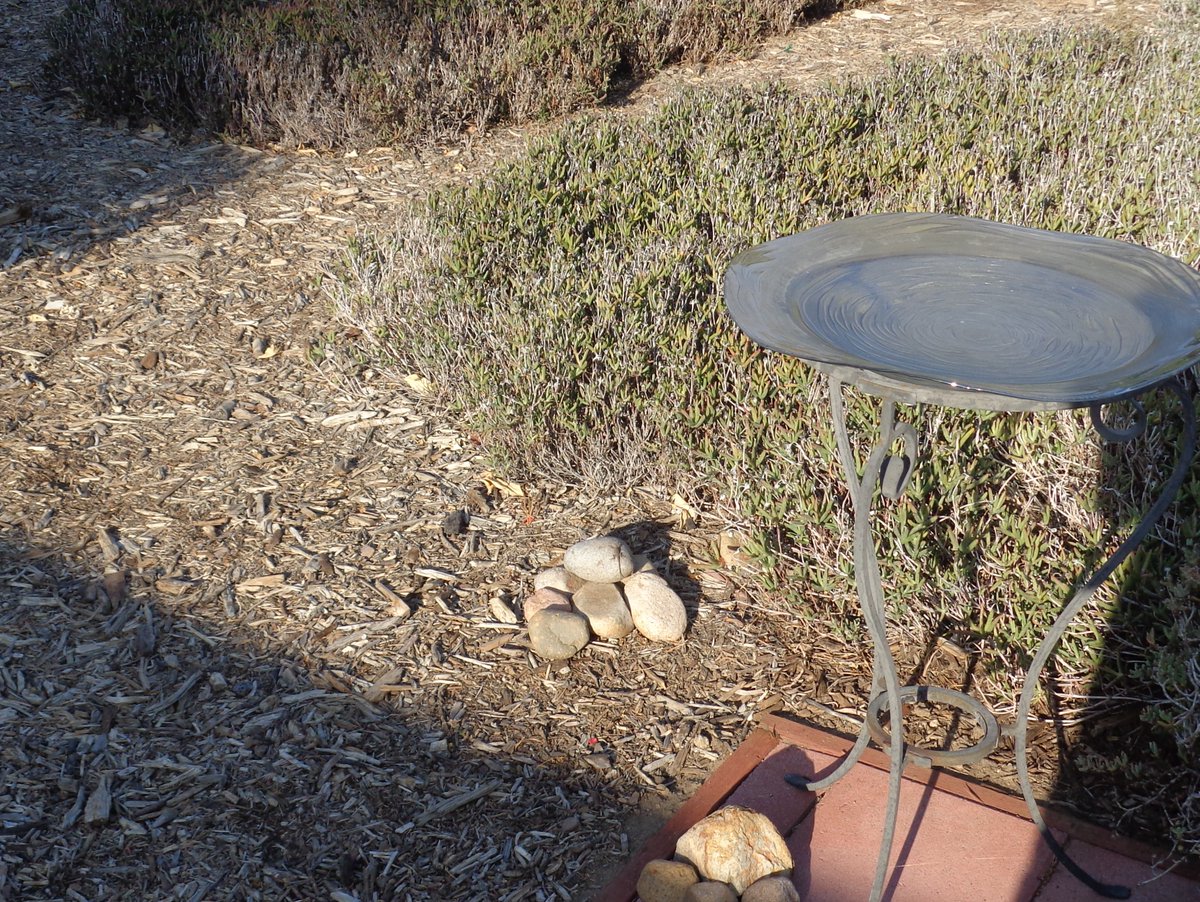 Dr_Brian_Pet's tweet photo. #YIMBY
Yes In My Back Yard
Little tiny lizard
Catching some rays at the end of the day
(Then it got scared and ran away)
#SanDiego
#PandemicSummer https://t.co/TTzHrdA410