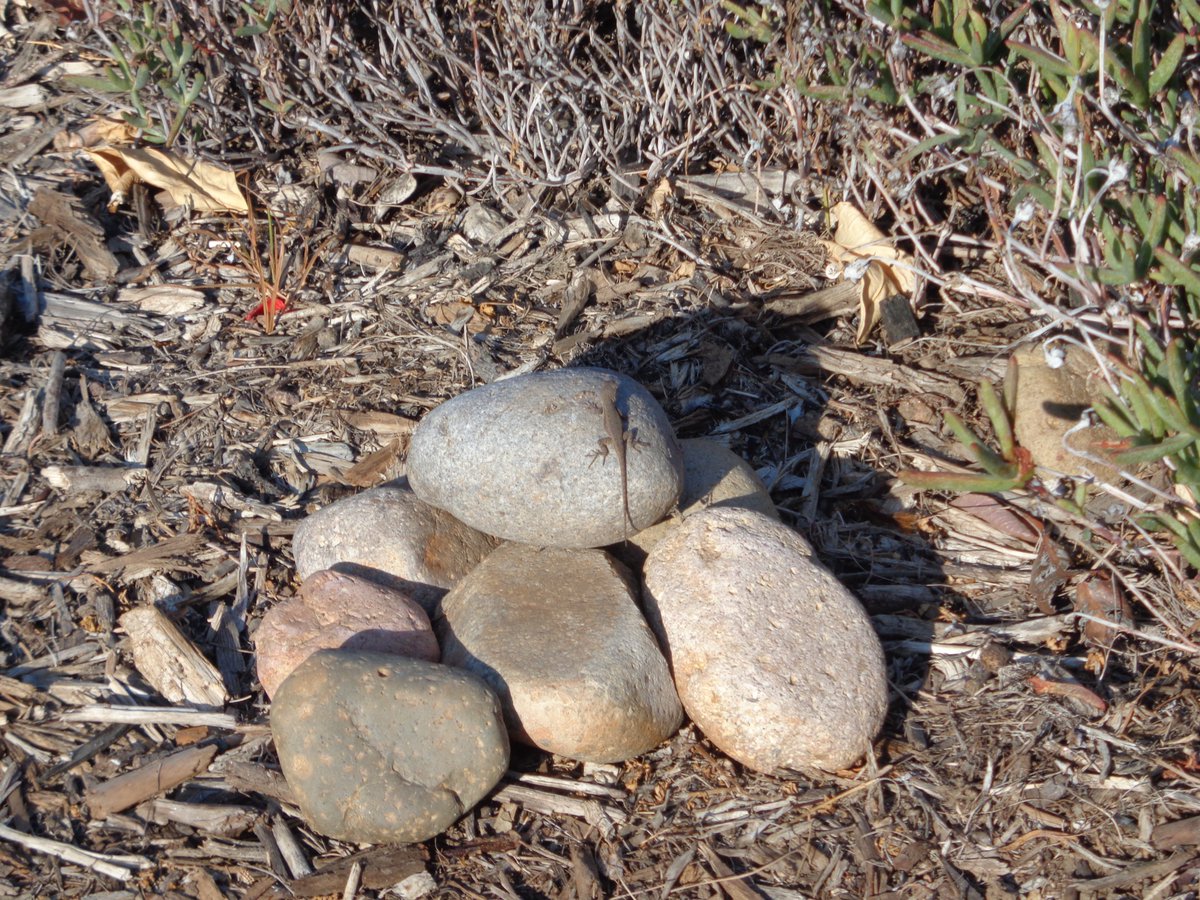 Dr_Brian_Pet's tweet photo. #YIMBY
Yes In My Back Yard
Little tiny lizard
Catching some rays at the end of the day
(Then it got scared and ran away)
#SanDiego
#PandemicSummer https://t.co/TTzHrdA410