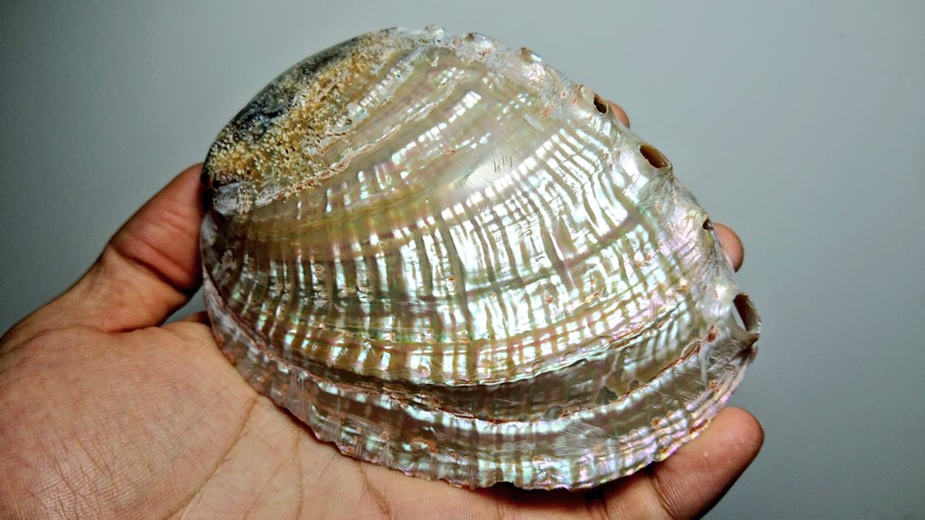 蟹蟲修造 生物部 宮口 Sur Twitter 休憩中に研磨した アワビ 夜光貝 高瀬貝 まだ研磨途中だけど綺麗すぎ 研磨自体は苦手なんだけど 貝磨きめっちゃ楽しいからこれで克服してやろう