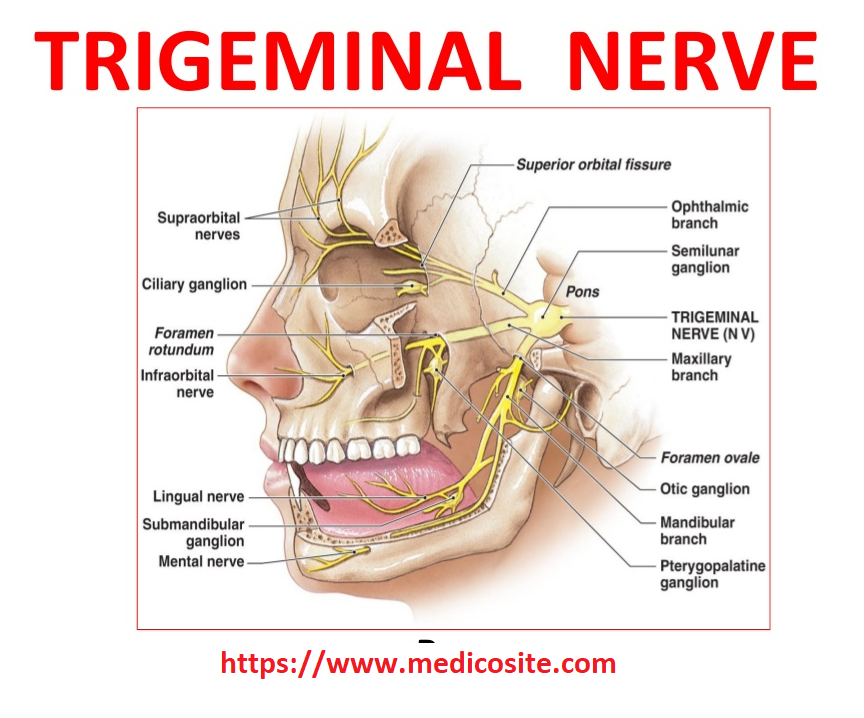 Yeojin - Trigeminalresponsible for for sensation in the face and motor functions such as biting and chewing! it's also the most complex of the cranial nerves! i don't remember my reasoning for this one!