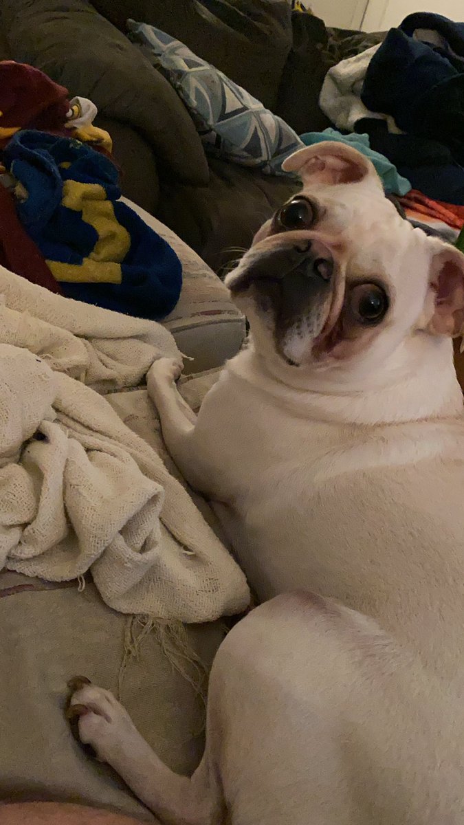 BayleefTV's tweet photo. He’s just #puggin everyone. https://t.co/UzlK5eoy1y
