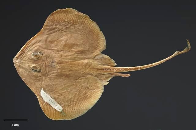 FinsUnited's tweet photo. Happy #FlatSharkFriday from #TFUI! The prickly skate, Brochiraja asperula, is an endemic skate to New Zealand waters found at depths of up to 200 to 1,300 m on the continental shelf and slope. 

More about these #flatsharks: https://t.co/WDAq5Uf9ma https://t.co/0DU4yvcuwR