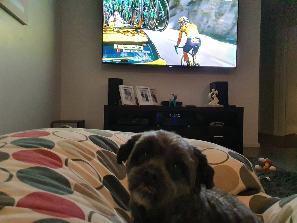 thegrach's tweet photo. Early night tonight
#tourdog #SBSCycling https://t.co/DRUOnbeUQr