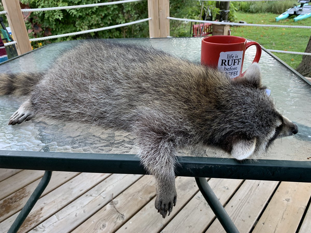 RideauAcresCamp's tweet photo. @CampInOntario Let the long weekend begin! #camping https://t.co/1k4GUgTLLG