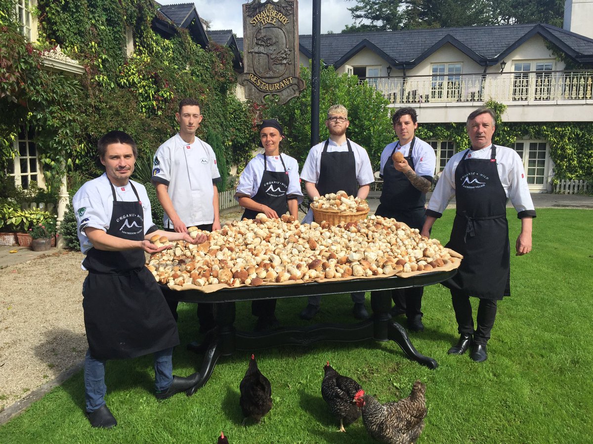 Macreddin's tweet photo. The excitement is real... Wild Wicklow Ceps #pennybun #mushrooms #harvestseason #macreddin #harvestmenu #thestrawberrytree #wicklow https://t.co/aA7qUrhz7o