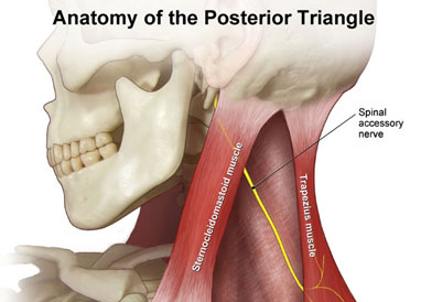 Jinsoul - Spinal Accessoryprovides motor function to the sternocleidomastoid and trapezius, two muscles located in the neck! u know who has a long neck? jinsoul!