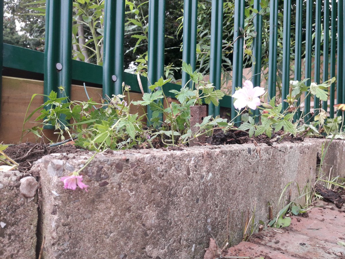 WHFGarden's tweet photo. Fresh runner beans available to collect outside Rutley Grove Community Garden! 

Been weeding along the front wall this morning, adding some hardy geraniums in place of the bindweed, couch grass and brambles - an ongoing battle I feel 🙄💪🌱 https://t.co/d2uDkUeVbg