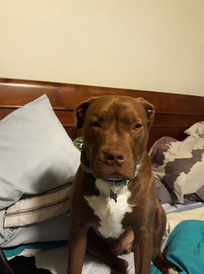 SistersInBiz's tweet photo. Bentley - Lost Gray Rust w/ White Dog Missing on 09/03/20
He broke his collar.
He is a Bully Pit. He's grayish rust
#Burriville #RI
Zenon St / Gazza Rd - #Mapleville
Contact Burrillville Animal Control 401-568-9480 if found
https://t.co/Y2VrZy6y6K #RhodeIsland #OceanState https://t.co/MZTbe5cMpd