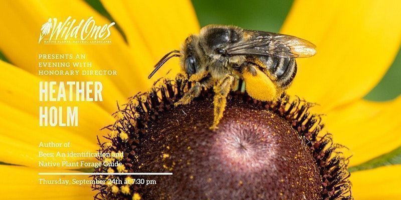 WildOnesNatives's tweet photo. You and a guest are invited to the Fall Wild Ones Honorary Director Webinar “The Bombus Among Us - Bumble Bee Basics” by biologist Heather Holm. Join us on Thursday, September 24 at 6:30 pm CST/7:30 pm EST. To register: https://t.co/IMzjF1TPB8 #heatherholm #webinars #bees #bombus https://t.co/QgeRKzNuwl