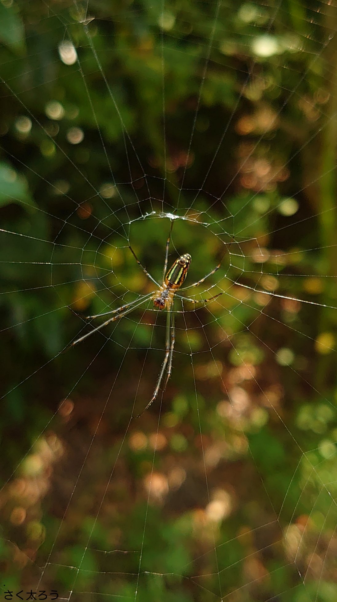 さく太ろう 男装 Mygarden に張られた クモの巣 です クモ Spider 蜘蛛の巣 Spiderweb 蜘蛛 芸術的 シロカネグモ オオシロカネグモ コシロカネグモ 庭にくる虫 虫 スマホ写真 スマホ撮影 Smartphonephotography キリトリ
