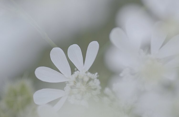 𝘢𝘯𝘰𝘯 10月4日の誕生花 ホワイトレースフラワー 花言葉は 可憐な心 細やかな愛情 感謝 ハニちゃんのような花 だなあと 白くてかわいらしい花姿も ちょっぴり寒がりで温かい気候を好むところも ほかの花を引き立てる添え花として使われるけど それ