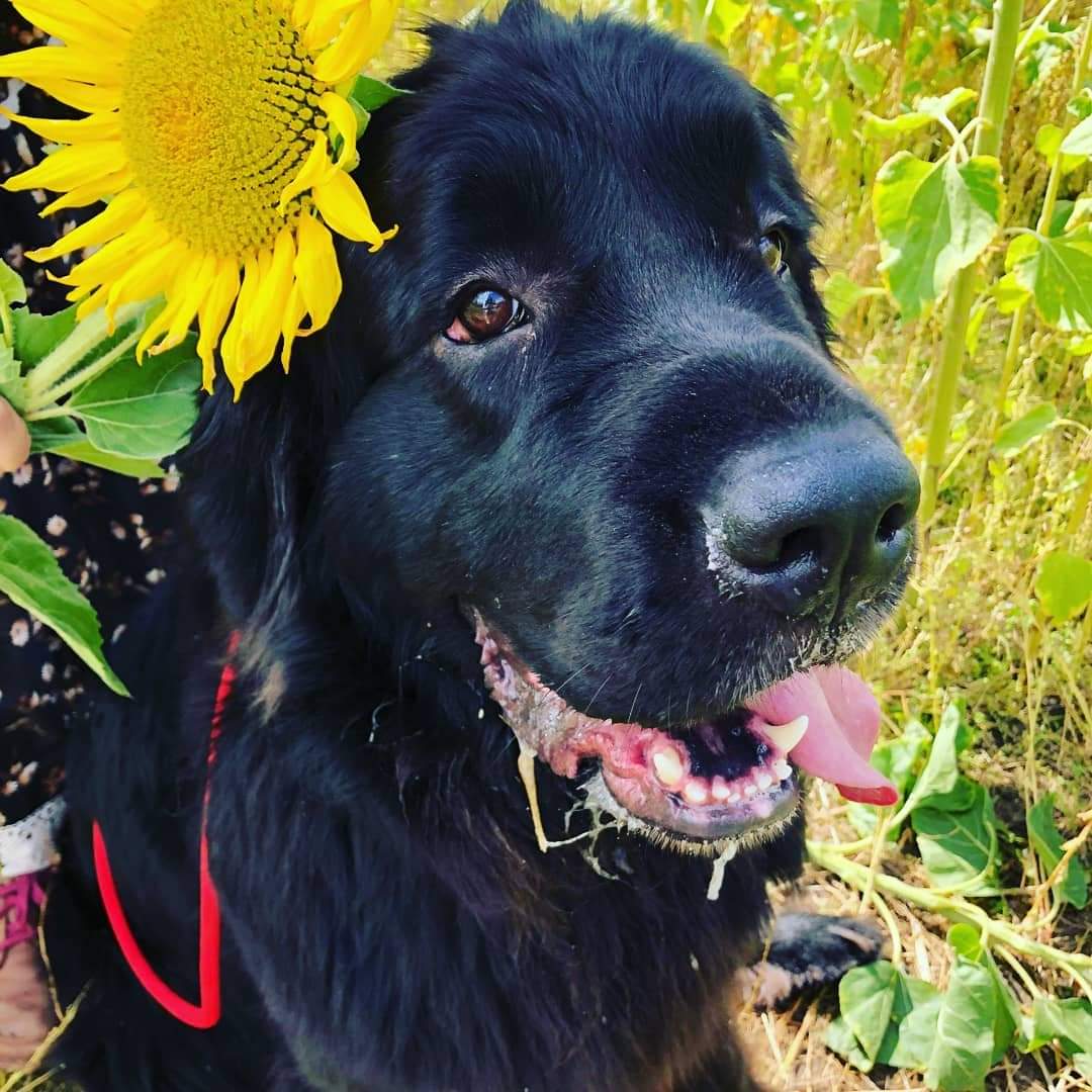 Looking forward to our adventures this weekend with our Brindley - Head of Stress Management - Beryl
#Newfoundland #weekendfun