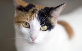 Yobani Quintero M.V. 🐱🐶 tweet media