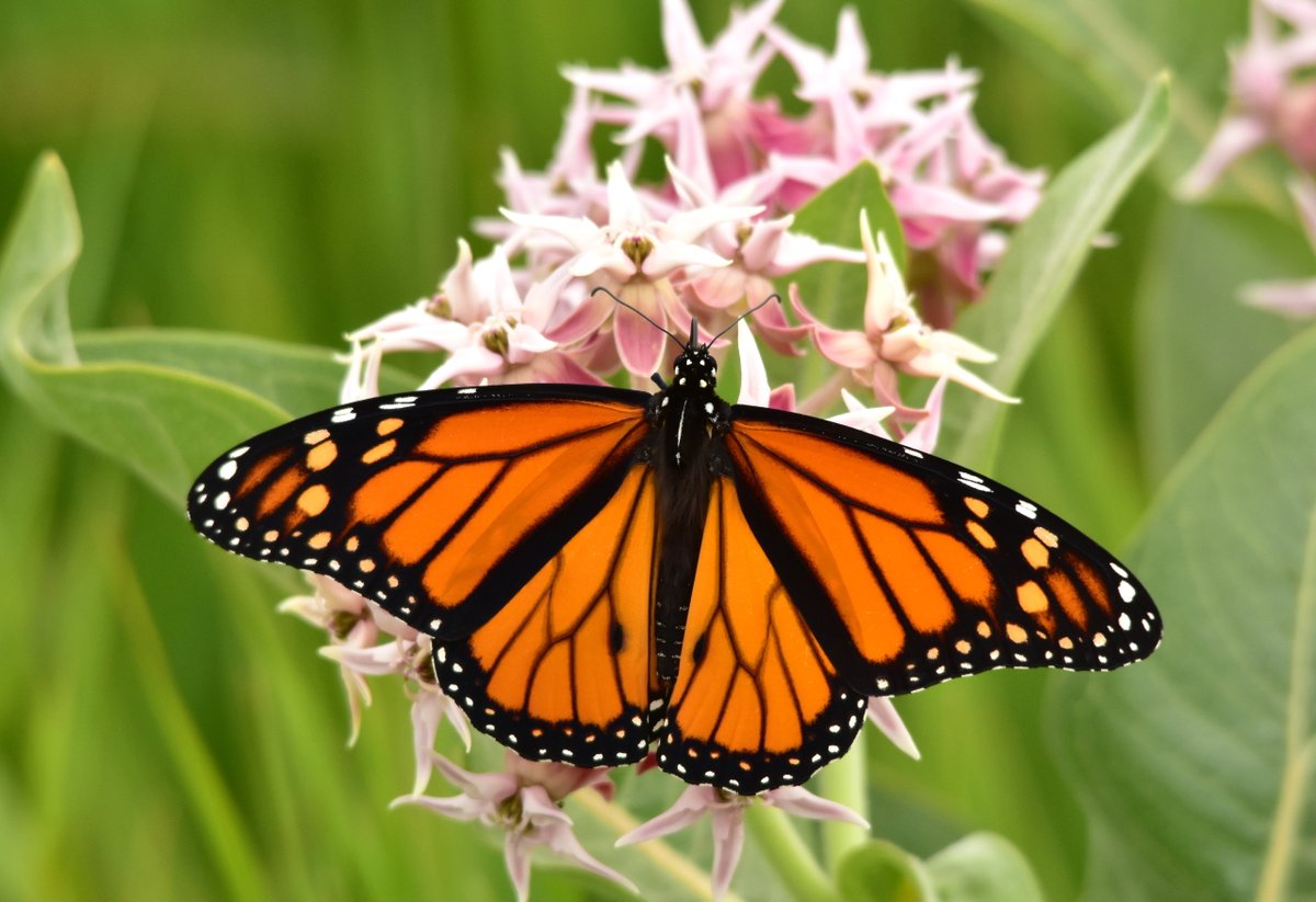 USFWS's tweet photo. We’re celebrating wildlife big &amp; small on #NationalWildlifeDay! Take time to go outside, relax, &amp; explore nearby nature. What are your favorite fishes, plants, &amp; animals? Photos: Polar bears, great blue heron, monarch butterfly, &amp; pallid sturgeon by USFWS https://t.co/QxTSPfhv0q